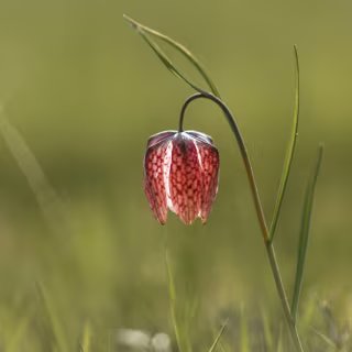 65 % des espèces de plantes terrestres sont soit rares soit très rares. © alpinetrail, Adobe Stock